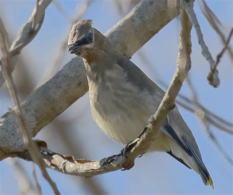 Cedar Waxwing Juvenile | VandeGraaff | Blipfoto