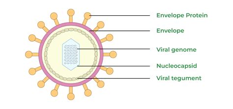 Virus Structure