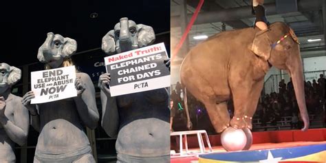 Animals at the Worst Circuses in the Country Need Your Help | PETA