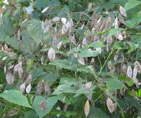 Lunaria Plant Growing & Care Guide for Gardeners