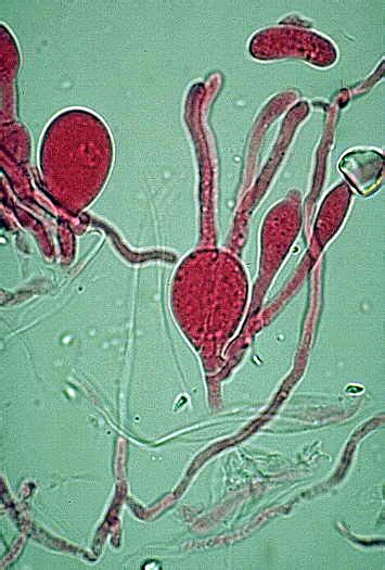 Basidia Microscope