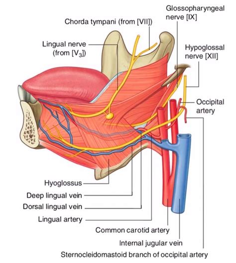 The Wonders of the Tongue — Its Muscles with Motor and Sensory Nerve ...