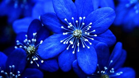 Royal Blue Flowers HD Wallpapers - Top Free Royal Blue Flowers HD ...