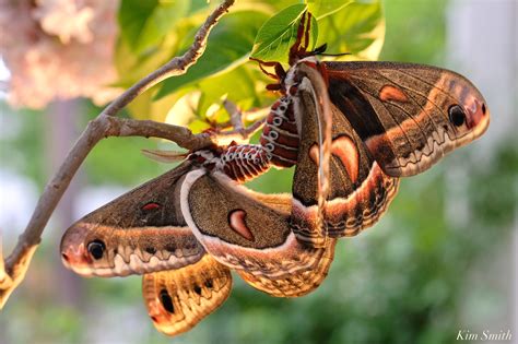 Cecropia Moth Mating Giant Silk Moth copyright Kim Smith – 16 of 22 ...