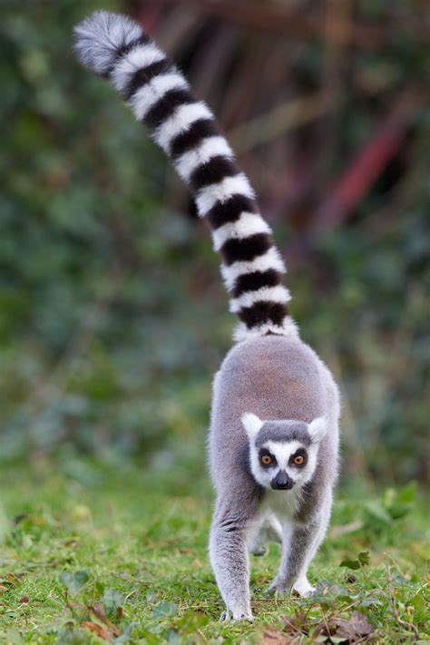 Ring-tailed Lemur at Dublin Zoo