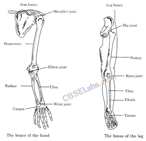 Body Movements Class 6 Notes Science Chapter 8 - OnlineLearning.blog