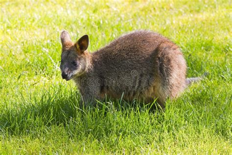 Wallabies Eating Stock Photos - Free & Royalty-Free Stock Photos from ...