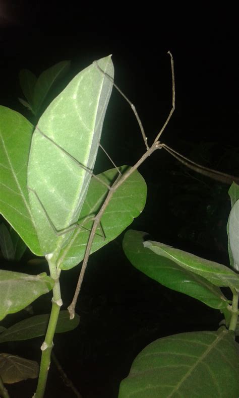 Phasmatodea by Ankur Nandi on 9 May 2016