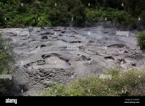 Geothermal mud pools at Te Puia. Te Puia is the premier Maori cultural ...