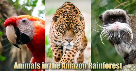 Animals In The Amazon Rainforest: Pictures, Info & Facts