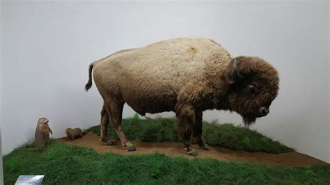 Mammoth Cave Wildlife Museum (Cave City) - 2021 Qué saber antes de ir ...