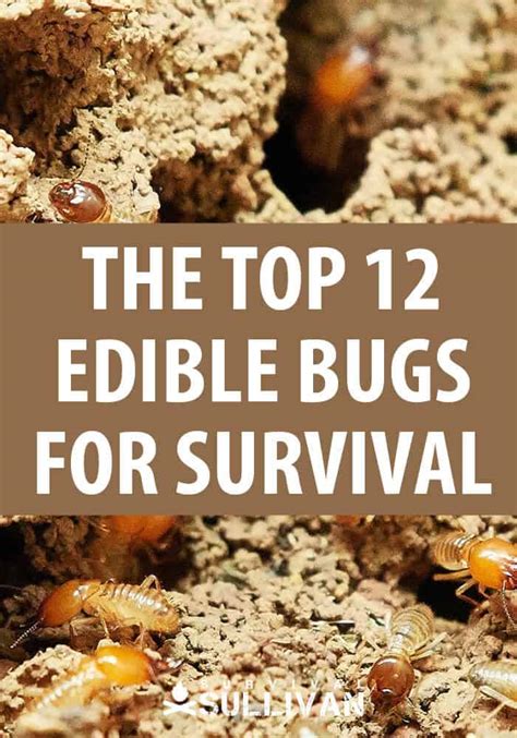 Top 17 Edible Insects for Survival