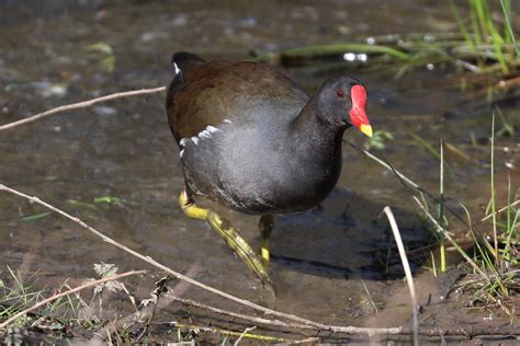 Common Moorhen by Peter Miles - BirdGuides