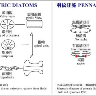 The morphology of centric and pennate diatoms | Download Scientific Diagram