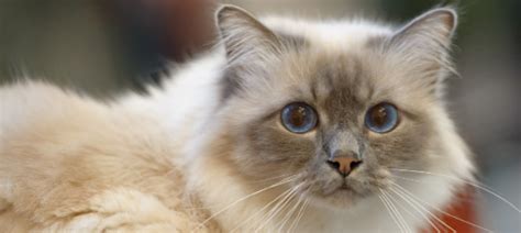 What Colors Can Birman Cats Be? | Litter-Robot