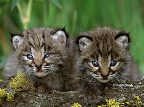 Bobcat Kittens - Lynx cat Photo (27817549) - Fanpop