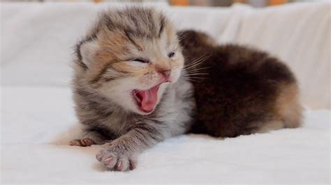 The baby kitten that couldn't stop yawning was so cute. - YouTube