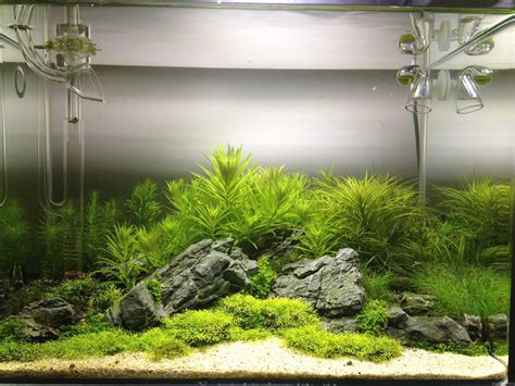 Interior Decorating: Adding Aquascaping Plants To Your Space - Generaly ...