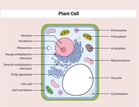 Parts of Plant Cells and Their Properties • Microbe Online