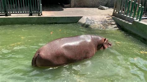 Hippo feeding time at Saigon Zoo - YouTube