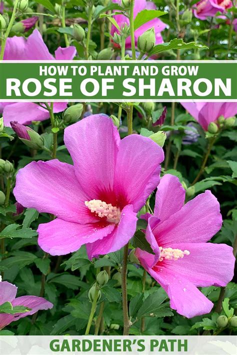 How To Grow And Care For Rose Of Sharon Gardener S Path | gardenerpath