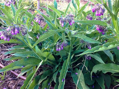 True Comfrey Seeds - The Plant Good Seed Company