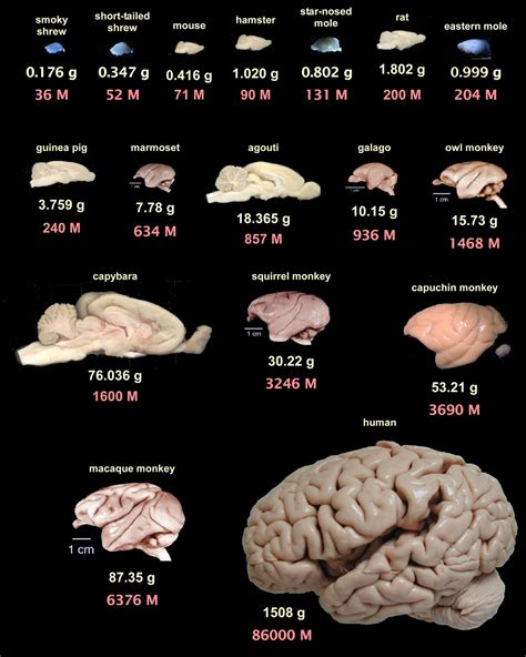 Galileo Feynman: Comparative Brain Anatomy in Different Animals -- Some ...