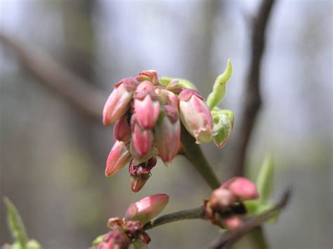 Highbush Blueberry - Watching for WildflowersWatching for Wildflowers