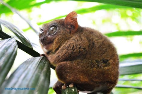 Tarsier Sanctuary - Loboc, Bohol | WW Travel Blog