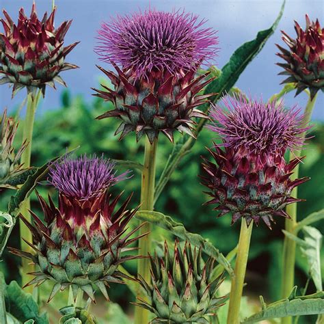 Cynara cardunculus | Plants for Sale | Free UK Delivery Over £50