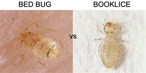 booklice-vs-bed-bugs - Pest Hacks