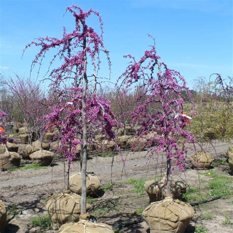 Cercis canadensis ‘Covey’ | Lavender Twist Weeping Eastern Redbud ...