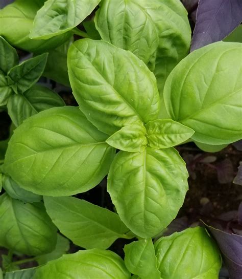 Fresh Herbs (Basil) - Strom Family Farm