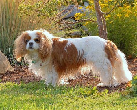 English Toy Spaniel Breed Guide - Learn about the English Toy Spaniel.