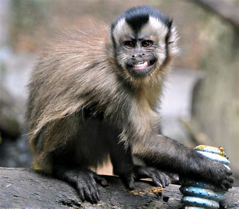 Monkey Snatched From Ohio TikToker's Home During Raid | iHeart