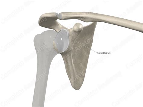 Glenoid Labrum | Complete Anatomy