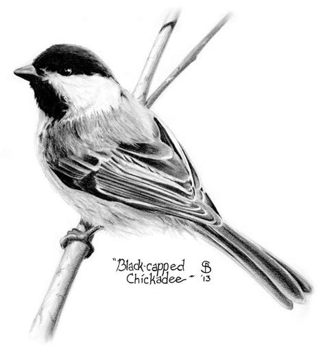 Bird Drawings Black And White - Drawing Word Searches