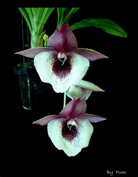 Catasetum Hybrid ต้นที่ 2