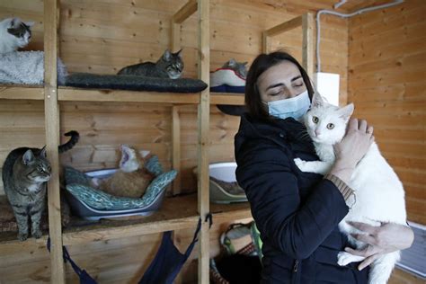 ANIMAL HOUSE: Rescue shelters in Spain’s Valencia area issue plea for ...