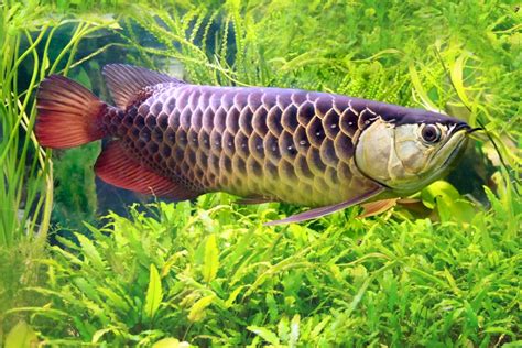 Arowana Fish Species Profile: Tank Mates, Tank Size, and Feeding