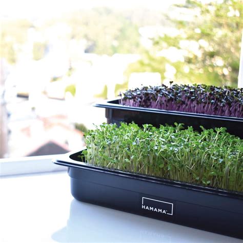 HAMAMA Home Microgreens Growing Kit » Petagadget | Growing microgreens ...