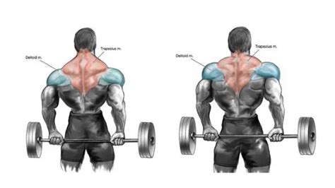 Shrug Exercise: Benefits, Variations, Muscles used, Tips - Fit Life Regime