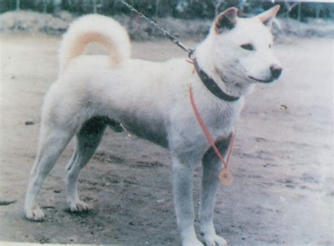 Jindo Training | Precision K9 Work