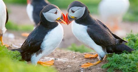 Puffins in Iceland: A Complete Guide | Adventures.com