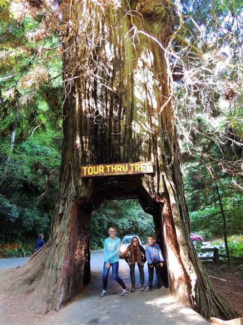 1000 Hikes in 1000 Days: Jedediah Smith Redwoods State Park - Tour Thru ...