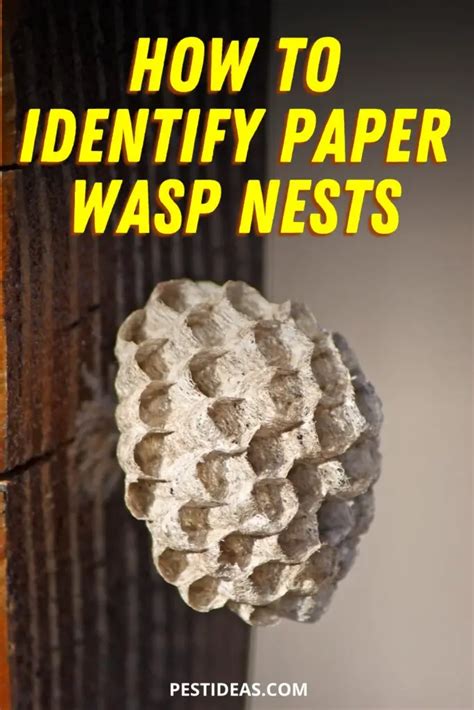 Paper Wasp Nest Identification: Everything You Need to Know