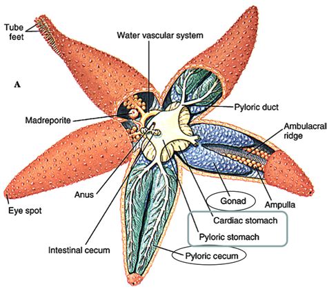 Facts About Starfish Anatomy