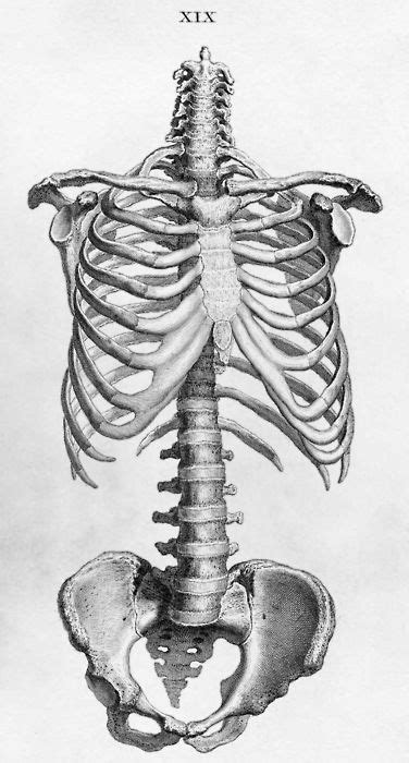 anatomy | Anatomy art, Skeleton drawings, Anatomy drawing