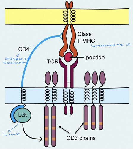 Lecture 7 - antigen structure and functions Flashcards | Quizlet