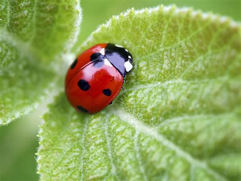 Do ladybugs have red spots? [2022] 🐬 | Animalia-life.club